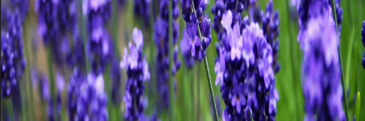 image-location-spa-a-domicile-grasse.webp Image Location spa à domicile Grasse