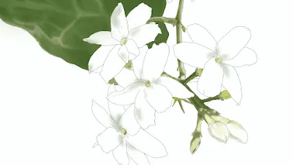 Image de Aumïris - Zen Shiatsu & réflexologie