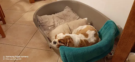 Image de Le MagiChien D'os