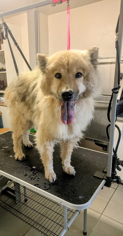 Image de Moustaches et Papouilles - Toiletteur à domicile